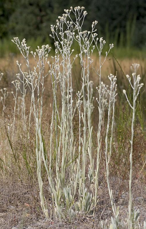 Wrights cudweed  Gnaphalium microcephalum (syn/w  Pseudognaphalium canescens)