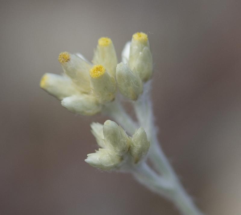 Wrights cudweed  Gnaphalium microcephalum (syn/w  Pseudognaphalium canescens)
