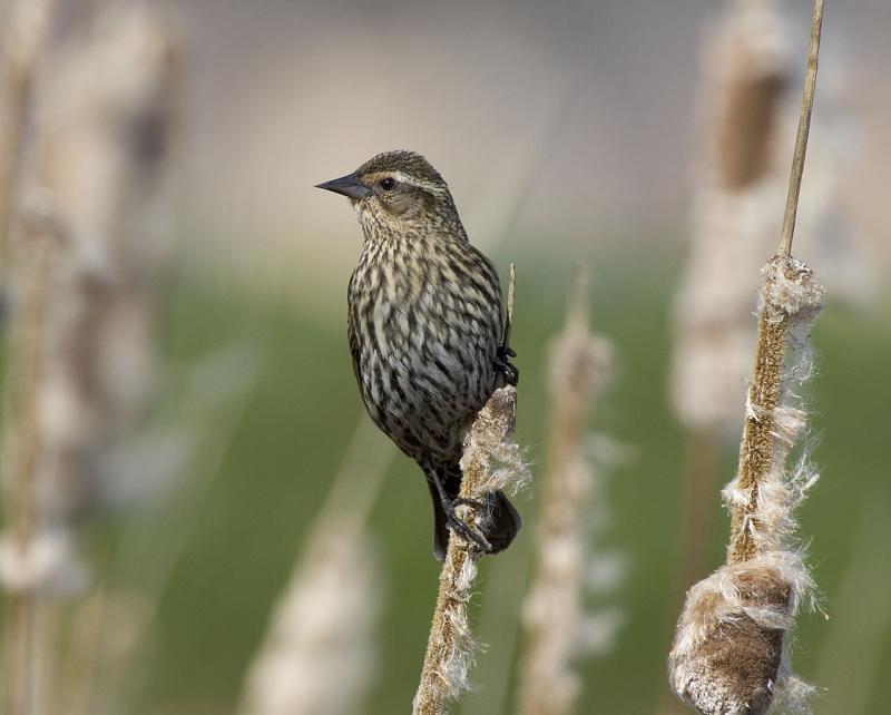 Red-winged Blackbird (F)