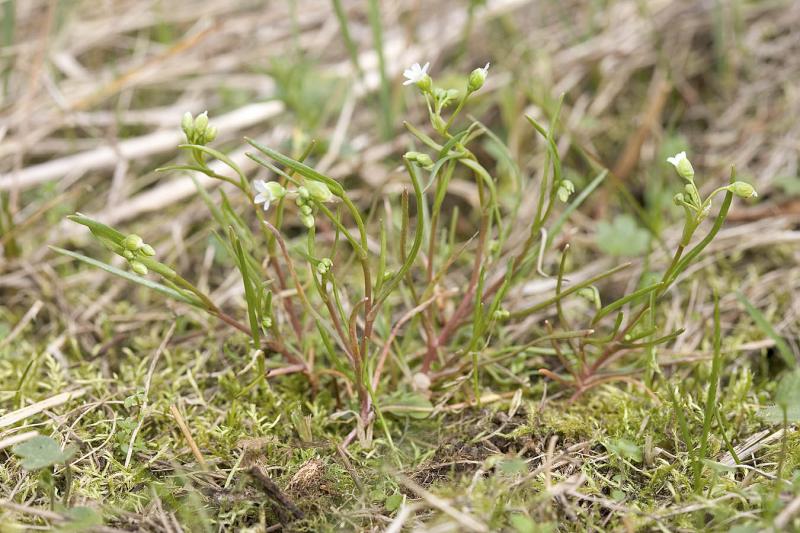 Montia linearis