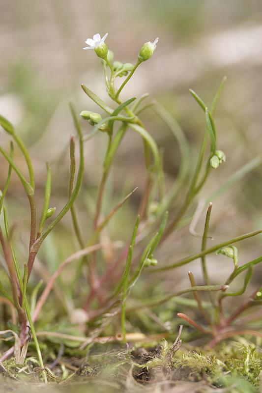 Montia linearis