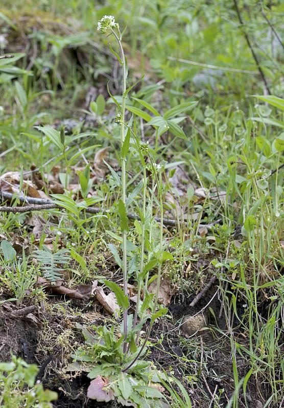 Arabis eschscholtziana (syn. A. hirsuta v. eschscholtziana) Eschscholtzs hairy rockcress