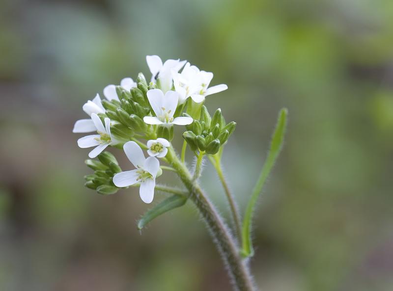 Arabis eschscholtziana (syn. A. hirsuta v. eschscholtziana) Eschscholtzs hairy rockcress