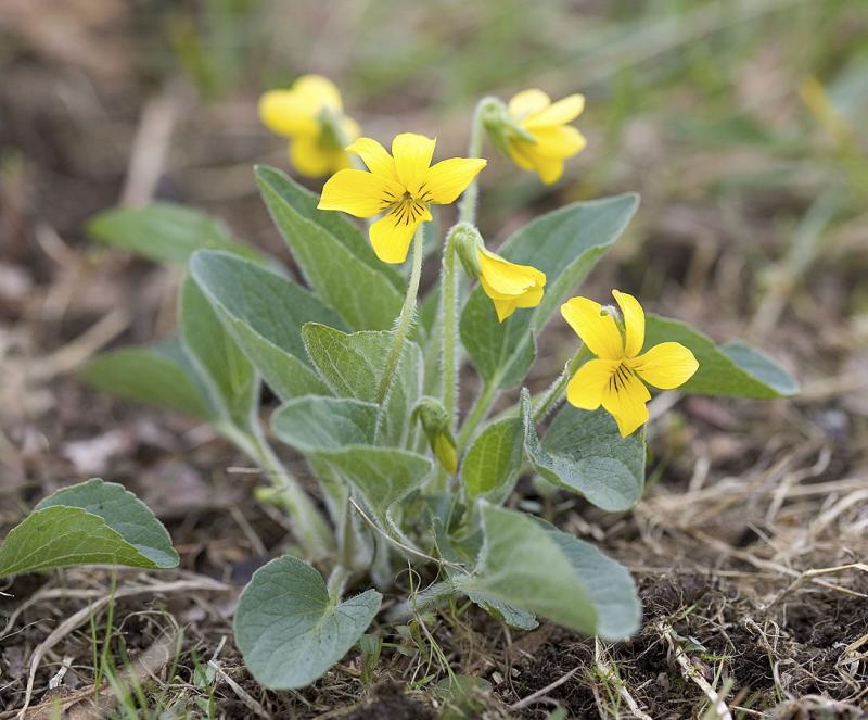 Nuttalls violet   Viola nuttallii (syn. with V. preamorsa)