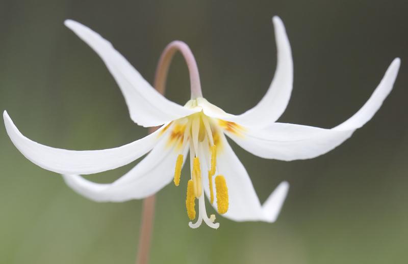 Oregon fawn lily  Erythronium oreganum