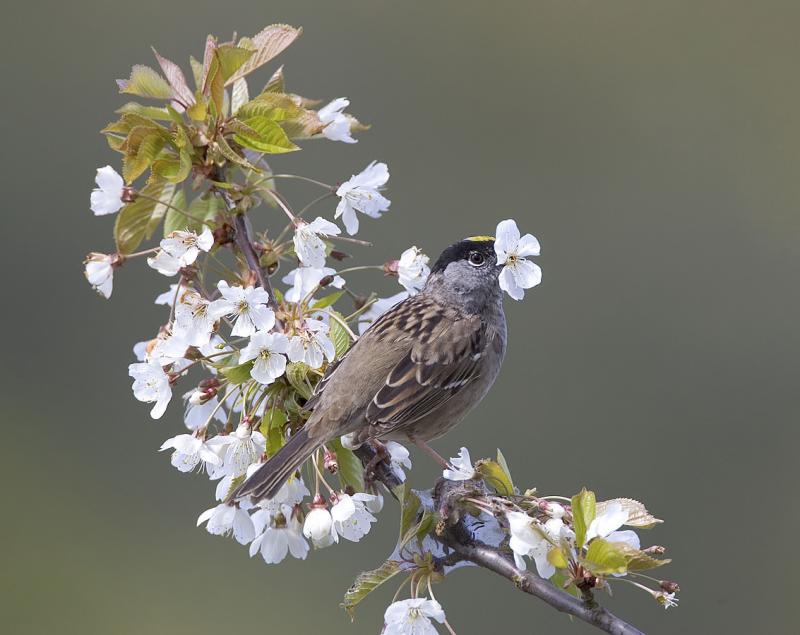 Golden-crowned sparrow eating sweet cherry (Prunus avium) flowers