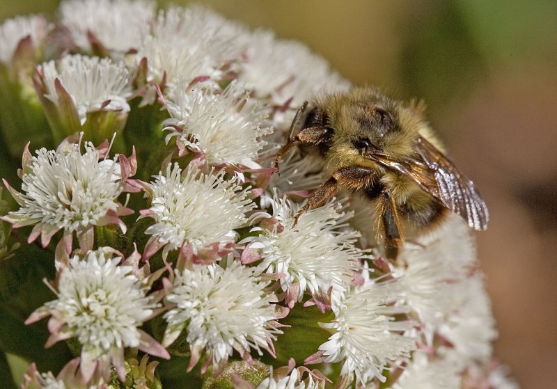 Petasites frigidus  Coltsfoot (M)