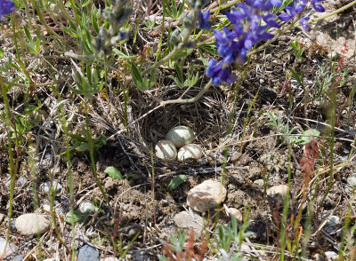 Horned Lark (Pacific Northwest) nest