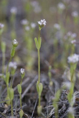 Plectritis macrocera  White plectritis