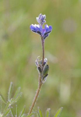 Lupinus polycarpus (micranthus) Small-flowered lupine