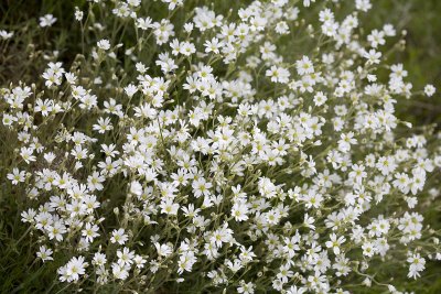 Cerastium arvense Field chickweed