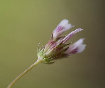 Trifolium oliganthum Few-flowerered clover