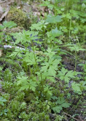 Tiarella trifoliata v. laciniata Cut-leaf foamflower