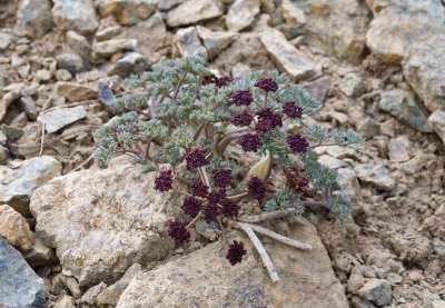 Lomatium cuspidatum  Wenatchee desert-parsley
