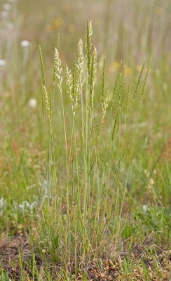 Koeleria macrantha (K. cristata) Prairie junegrass