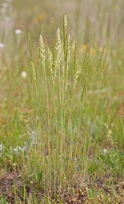 Koeleria macrantha (K. cristata) Prairie junegrass