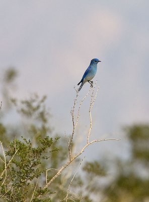 Mountain Bluebird (Death Valley)