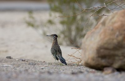 Greater Roadrunner