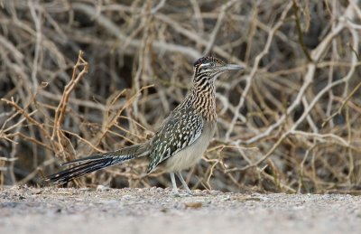 Greater Roadrunner