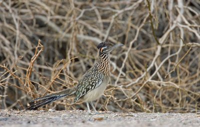 Greater Roadrunner
