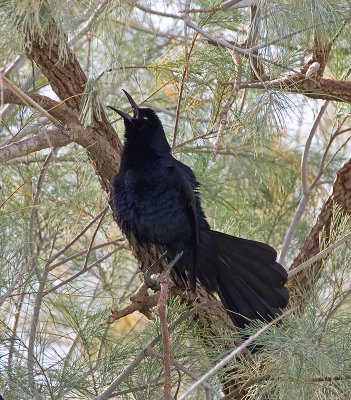 Great-tailed Grackle