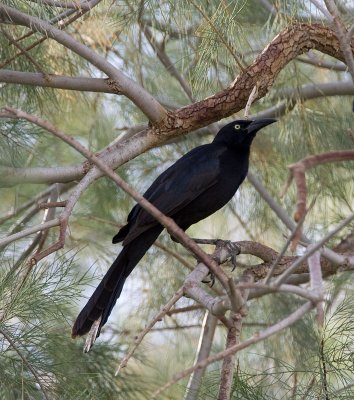Great-tailed Grackle