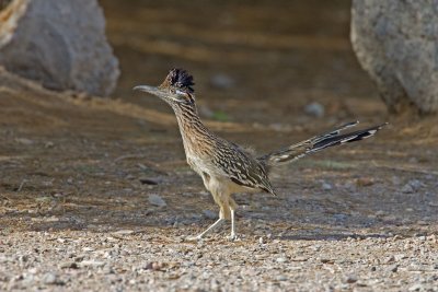 Greater Roadrunner