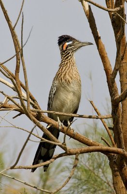 Greater Roadrunner