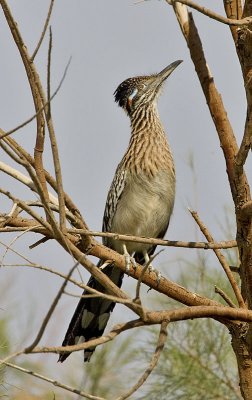 Greater Roadrunner