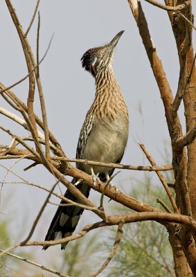 Greater Roadrunner