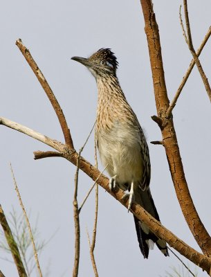 Cuckoos and Their Allies