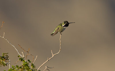Costa's Hummingbird (M)