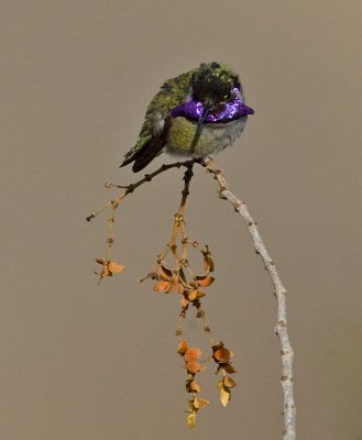 Costa's Hummingbird (M)