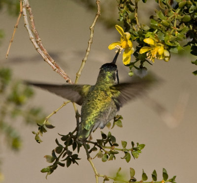Costa's Hummingbird (M)