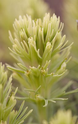 Castilleja thompsonii Thompson's Indian paintbrush