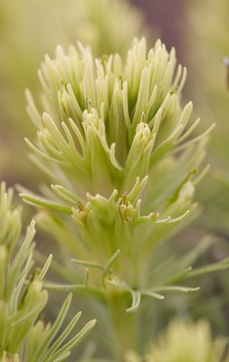 Castilleja thompsonii  Thompson's Indian paintbrush