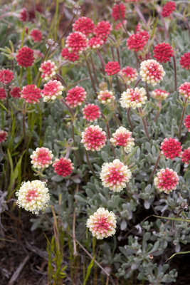 Eriogonum douglasii var. sublineare  Douglas' buckwheat