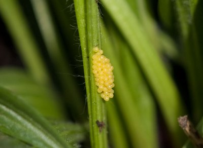 Taylor's Checkerspot freshly laid eggs