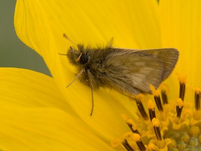 Mardon Skipper  Polites mardon