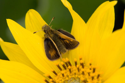 Mardon Skipper  Polites mardon