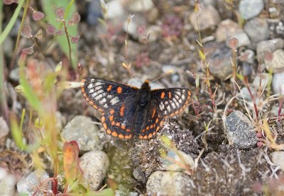 Taylor's Checkerspot (Euphrydryas editha taylori)