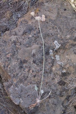 Eriogonum strictum var. proliferum  Blue Mountain buckwheat