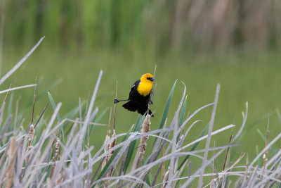 Yellow-headed Blackbird
