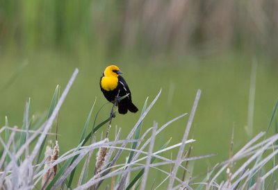 Yellow-headed Blackbird