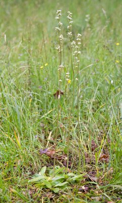 Saxifraga oregana Oregon saxifrage