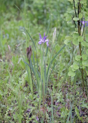 Iris missouriensis Rocky Mountain iris