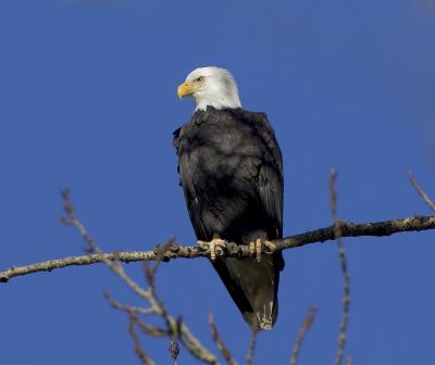 Bald Eagle