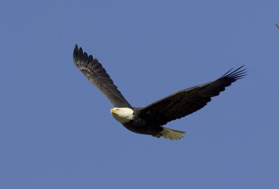 Bald Eagle
