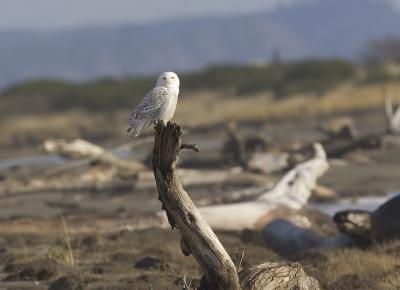 Snowy Owl