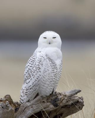 Snowy Owl